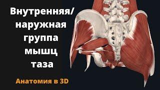 Внутренняя группа мышц таза. Наружная группа мышц таза. Краткий 3D обзор.