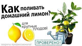 Как правильно поливать домашний лимон? Как часто поливать лимон +в домашних условиях?