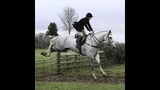 Heavyweight RID Gelding - Gentle Giant -17.2hh, 7 yo Grey Gelding by Cappa Cochise