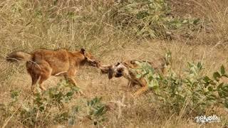 Your daily escape into nature ( Golden jackal )