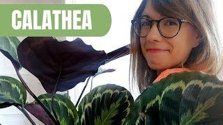 Prayer plant care - Calathea plant care