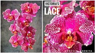 Phal. Victoria's Lace  Домашнее цветение яркой азиатской орхидеи бабочка Кружево Виктории ️ Обзор