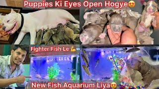 Coco K Puppies Dekhne GyeRock K Jaisa Puppy Mila|| New Fish Aquarium LiyaFighter Fish Le