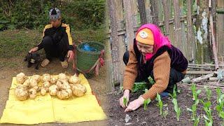 Orphan boy - Digging for beans to sell, grandmother wrapping cakes and taking care of vegetables