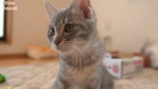 子猫を育てる中で一番心苦しい瞬間…