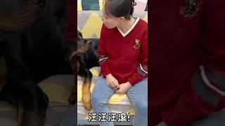 母老虎当这个“狗语沟通师”还是有天赋的#罗威纳 #罗威纳护卫犬 #rottweiler #向威和一坨 #一坨 #pets #萌宠 #funny #搞笑 #萌宠出道计划 #trending