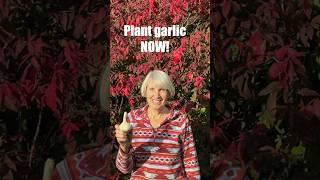 It’s easy to grow garlic, just follow these steps! #gardening #vegetablegarden #garlic #growgarlic