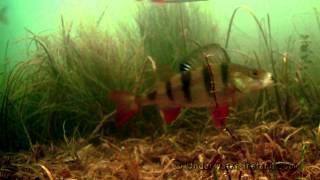 Mormyshka in action underwater. Fishing for roach perch rudd. Рыбалка: мормышка, взгляд из под воды.