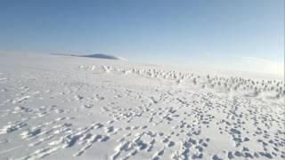 Толпа зайцев в Уэлене