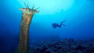 El Gusano Marino Mas Peligroso Del Mundo