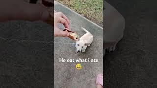 He eat what I ate #cutepuppy