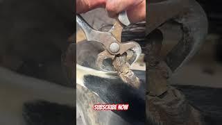 Horse in desperate need of a chestnut trim ! #satisfying #farrier #asmr #horse