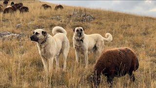 FEMALE QUEENS OF THE FLOCK -  FOR ŞAHİN ABİ LAST DAY