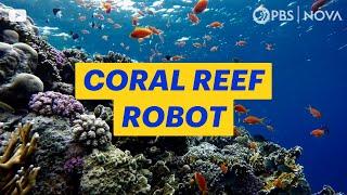 A Robot Made to Find Healthy Coral Reefs | NOVA | PBS