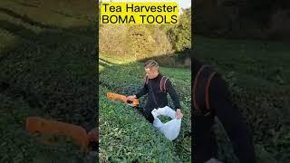 factory direct sale mini tea harvester machine/tea harvesting #tea#garden tools