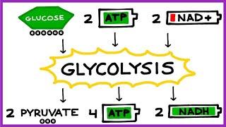 Aerobic Cellular Respiration, Glycolysis, Prep Steps