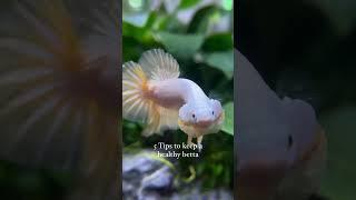  5 Tips to keep a healthy betta 