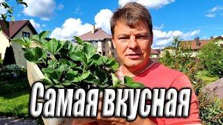 Как посадить самую вкусную клубнику   хитрый способ выбора сорта