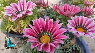 Gazania flowers blooming views || Lipsha world