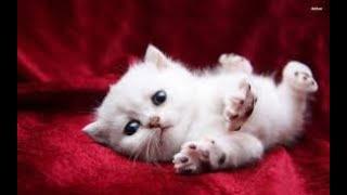 cute cat compilation