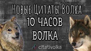 Волк 10 часов говорит одно и то же(Новые Цитаты Волка 2022)