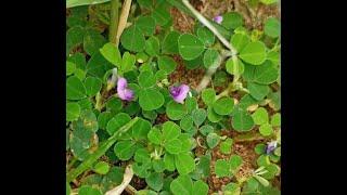 Common plants... Scientific name: Desmodium triflorum || Family: Fabaceae