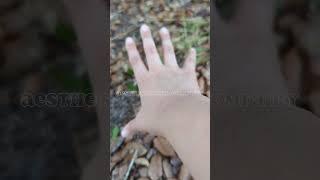 spawning a mushroom  #fairy #rp #fairytok