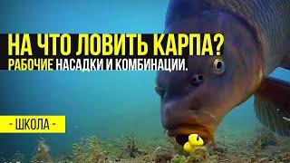 На что ловить карпа? Рабочие Насадки и комбинации.