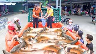 Cast Nets To Harvest Lots Of Fish - Use Truck Transport Many Fish Goes To Market Sell