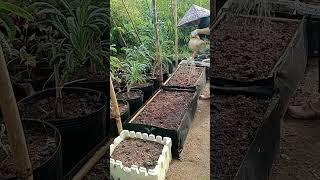 Watering new-sowed seed beds 16.06: Enjoy rural life, gardening & nature #rurallife #garden #nature