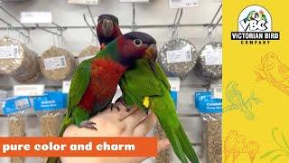 Stunning Black Capped X Rainbow Lorikeets | Victorian Bird Co