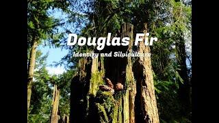 Douglas Fir - Tree Identification, and UK Forestry Management and Use