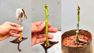 Mango Stone Grafting | Mango grafting simple technique | #grafting