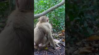 Everyday Monkey Lifestyle 302 #short #Monkey #Popular