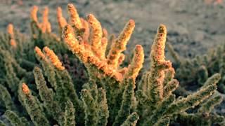 Tule Springs Fossil Beds National Monument HD