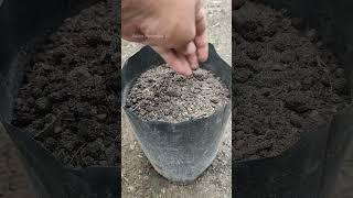 Growing water spinach in a polybag