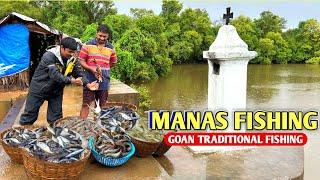 Ratko Jiju ke Manas Mein Kitna Fish Pakda Dekho | Goan Traditional Manas Fishing | Goan Village Life