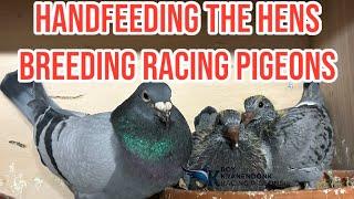 Handfeeding the hens | Breeding Racing Pigeons |