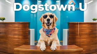 Inside the Harvard of Dog Daycares
