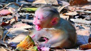 What a pity small baby pigtail monkey reacted cry temper in shacking scared