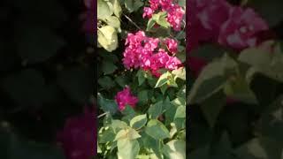 ##اشتراک #لایک #shortvideo #iran #nature #beautiful  #unfrezzmyaccount #youtubeshorts #shortvideo