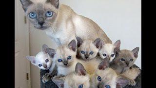 Tonkinese Cat and Kittens | Too Cute and Friendly Breed