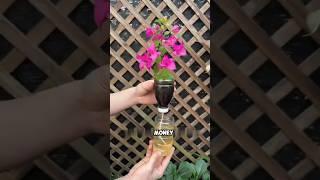 The survival rate of bougainvillea cuttings is high using this method #PlantingTips #Bougainvillea