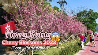 Where to see Cherry Blossoms in HK?