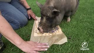 Potbellied Pigs Painting at Lollypop Farm