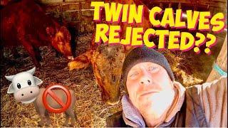 Newborn TWIN CALF  Rejected!!??