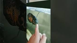 Oscar follows finger #shorts