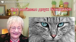 Житейская история. Опера ловили пару бандитов год, а кот  Прохиндей поймал их за минуту