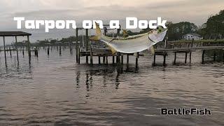 Tarpon lands on What?
