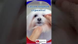 Собаки.Самая модная стрижка для собак! #shorts #shorts super